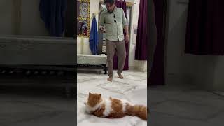 wait for billu ki hasi😂🤣😂 cat catvideos catcomedy cats [upl. by Ynogoham]