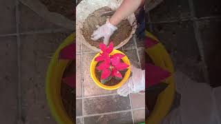 poinsettia plant report YouTube video [upl. by Gayleen921]