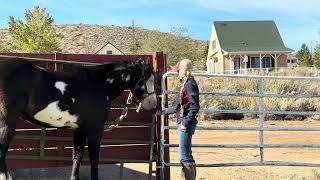 Taming a Neglected and Abused horse video 4 Tying and Brushing [upl. by Trainor]