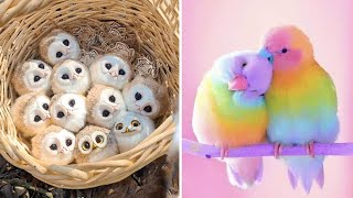 Smart And Funny Parrots Parrot Talking Videos Compilation 2023  Cute Birds 44 [upl. by Sheley]