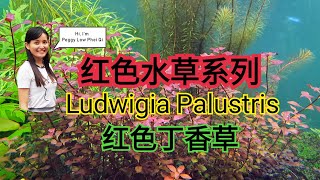 LUDWIGIA PALUSTRIS Ludwigia Super Red 红丁香水草 How to red aquatic plant in fish tank aquarium [upl. by Nalat]