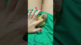 pyrrhura animalesfelices loro lorito pyrrhuramolinae cosquillas cosquilloso videosshorts 🦜🦜 [upl. by Oren258]