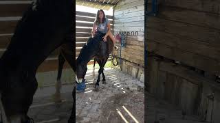 Cómo enseñarle un truco a tu caballo horse ￼ [upl. by Ecilayram]