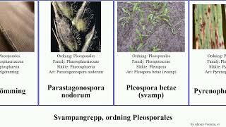 Svampangrepp ordning Pleosporales fungus turcica macrospora bladfläcksjuka morbosa Tuvgömming [upl. by Arak269]