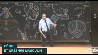 Anatomie du pénis et de lurèthre masculin Pelvis 12 [upl. by Hsu]