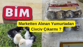 Marketten Alınan Yumurtadan Civciv Çıkarmı bıldırcın quail kuluçkamakinesi incubator bimmarket [upl. by Laiceps]