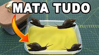 Mata Lesma Caracol e Caramujo 🐌🐌 Receita Rápida sem gastar nada 🐌🐌 [upl. by Zephaniah35]