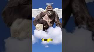 Zoo shoots gorilla because of a parents mistake  Harambe story  Harambe gorilla full story [upl. by Ever402]