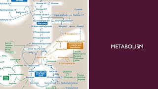 Metabolism  28  Fatty Acid elongation and desaturation and Triacylglycerol TAG synthesis [upl. by Ecidnac474]