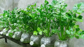 Method for growing hydroponic celery in plastic bottles Growing vegetables at home for free [upl. by Akiemahs]