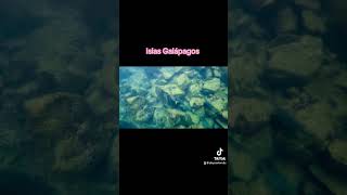 Islas Galapagos [upl. by Gladine]