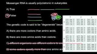 What polycistronic messanger RNA means [upl. by Okin429]