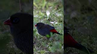 Beautiful Firetail birds wildlifeofaustralia wildlifephotograph wildlife wildlifephotoghraphy [upl. by Ayekan]