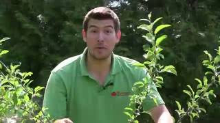 Easiest Fruit Trees to Grow in Hot Climates [upl. by Yebba349]