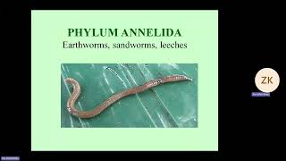 Phylum of Worms  Biology 1st Year Chapter 10  Professor Zia Ul Haq  Unique LDA [upl. by Isleen]