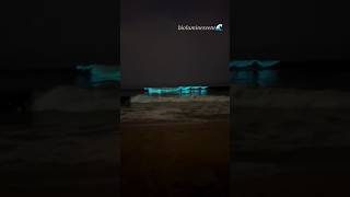 CHENNAI Bioluminescent at palavakkam beach bioluminescent chennai beach trendingshorts [upl. by Echikson922]