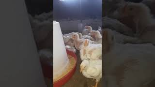 broiler white chickens [upl. by Tjon946]