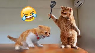 Funniest Cats and Dogs 🐶🐱  Funny Animal Videos 35 [upl. by Allbee719]