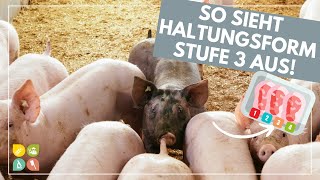 Glori goes Tierwohl  Die Haltungsform hinter dem Fleischlabel  Stufe 3  Außenklima [upl. by Eenot]