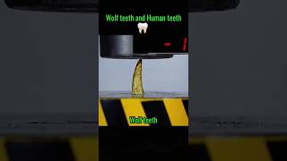 Wolf Teeth versus Human Teeth👀QUICK VIDEO shorts teeth sama28 viral explore trending [upl. by Sleinad]