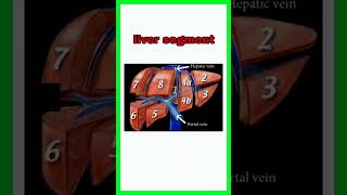 Liver anatomy and physiology [upl. by Ieppet]