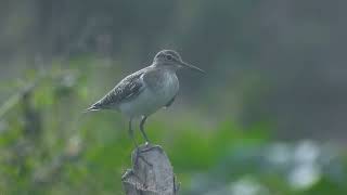 Wood sandpiper  4K UHD VideoTanzanian Birds [upl. by Aihsenek]