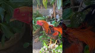 UBAH AVIARY JADI TERNAK AYAM shorts ayam [upl. by Ahserak]