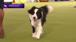 Border Collies  Breed Judging 2024 [upl. by Averir618]