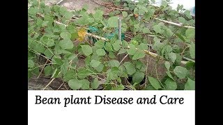 Bean plant disease and Care grow bean naturally [upl. by Schug]