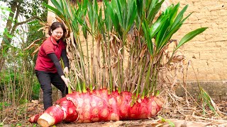 Harvesting Giant Galangal Root amp Cook pork trotters braised with galangal Goes to the market sell [upl. by Stepha577]