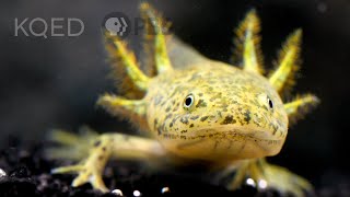 Axolotl Regeneration Axolotl Facts [upl. by Nyluqcaj]