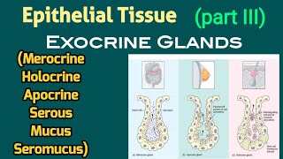 Merocrine Apocrine Holocrine Secretion amp Serous Mucus Seromucus Glands  AM Biologie Notes [upl. by Jacie]