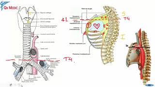 Anatomía  1 RM19 2V ANATOMIA TORAX PARED ABDOMINAL ANTERIOR Y POSTERIOR de Qx Medic on Vimeo [upl. by Gratt]