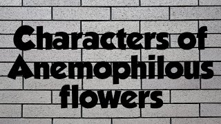 Characteristics of Anemophilous flowers [upl. by Anij]