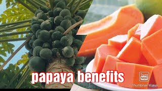 How to ripen papaya naturally at home organic gardening [upl. by Dnanidref]