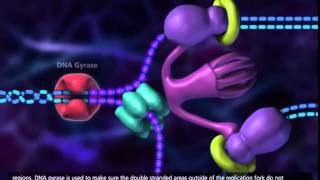 Replicação do DNA Animação [upl. by Anived]