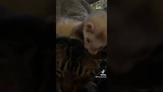 ferretsoftiktok ferret funny tiktok [upl. by Aidni525]