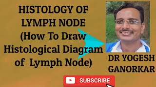 HISTOLOGY OF LYMPH NODE  HOW TO DRAW HISTOLOGICAL DIAGRAM OF LYMPH NODE BY DR YOGESH GANORKAR [upl. by Bornie503]