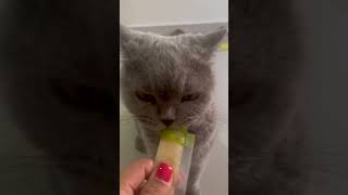 Favorite snack britishshorthair cat funny [upl. by Esened]