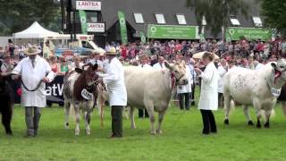 Cattle Interbreed Champion at The Royal Welsh Show 2012 [upl. by Eecyaj460]