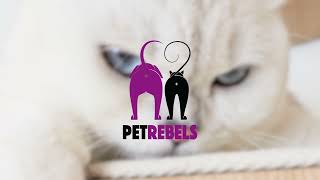 Petrebels Wall of Rebels  High quality wall items and elements for cats [upl. by Hoffman]