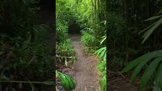 Lulumahu Trails Hawaii [upl. by Nannoc]