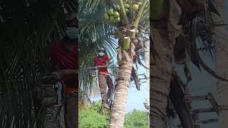 coconut tree working [upl. by Town]