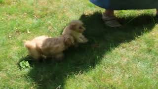 Shorkie Poo Puppies For Sale [upl. by Nolahs]