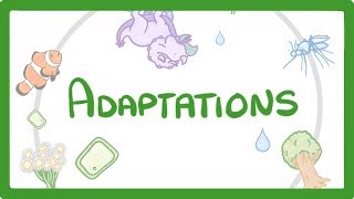 GCSE Biology  Adaptations 79 [upl. by Dempstor]