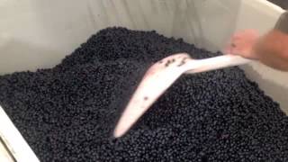 Xtri Optical sorting for wine grape [upl. by Adamek]