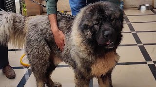 Playful Caucasian Shepherd Junior🐻 [upl. by Marva]