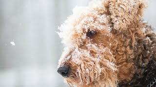 The Vocal Airedale Terrier Tips for Managing Barking [upl. by Spancake]