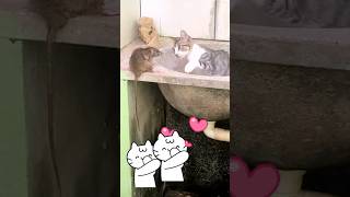 Cute fight 😂😂 cat funny trending viral youtubeshorts [upl. by Christal]