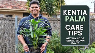 Kentia Palm Care Guide  How to avoid YellowBrown Leaves [upl. by Weismann]